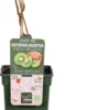 Intratuin Biologische Kiwi (Actinidia Deliciosa 'Jenny') D 23 H 100 Cm