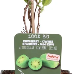 Intratuin Biologische Kiwibes (Actinidia Arguta 'Issai') D 23 H 100 Cm
