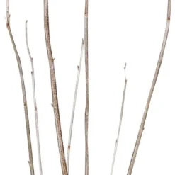 Intratuin Biologische Zwarte Bes (Ribes Nigra 'Ben Nevis') D 23 H 100 Cm