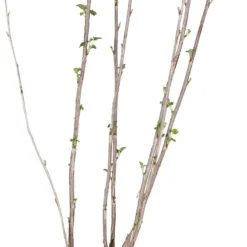 Intratuin Biologische Rode Bes (Ribes Rubrum 'Jonkheer Van Tets') D 23 H 100 Cm