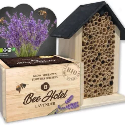 Baza Bee Hotel Biologische Lavendel (Lavandula) Met Insectenhotel