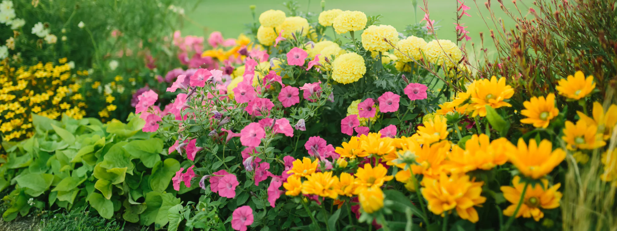 Aanbiedingen Buiten Joy Winkel -Aanbiedingen Buiten Joy Winkel PERENIALZ